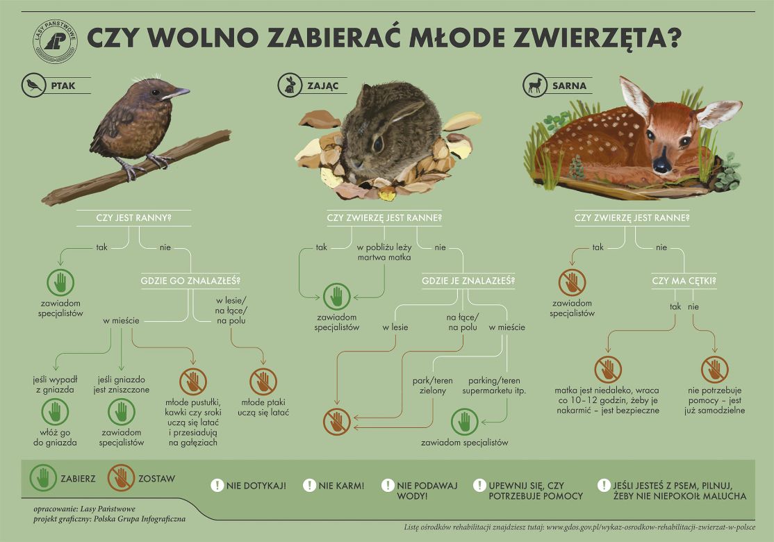 na plakacie widziny młode zwierzęta i instrukcje postępowania